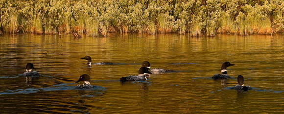 Early morning gathering