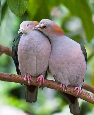 Sulawesi Green Imperial-Pigeon