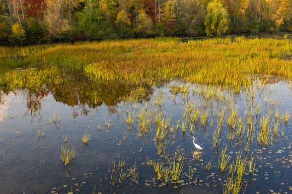 Huron River with egret