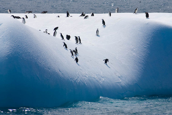 Chinstraps on iceberg